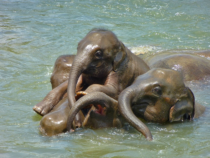 Sloní koupel (Srí Lanka)