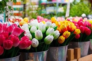 Typickou květinou pro Holandsko jsou tulipány (Nizozemsko)