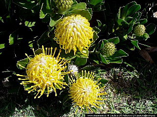 Jihoafrická republika