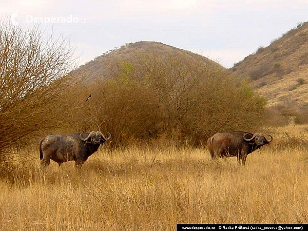 Tsavo West National Park (Keňa)