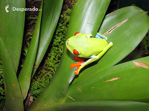 Žába (Kostarika)