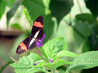 Motýl (Kostarika)