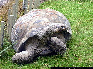 Auckland (Nový Zéland)