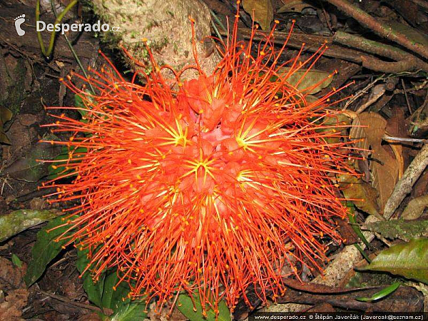 Darién Gap (Panama)