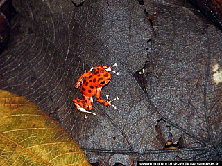 Bocas del Toro (Panama)
