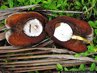 Bocas del Toro (Panama)