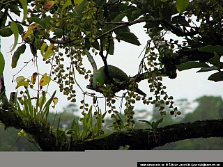 Bocas del Toro (Panama)