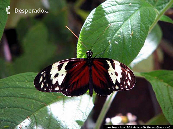 Lago de Coatepeque (Salvador)