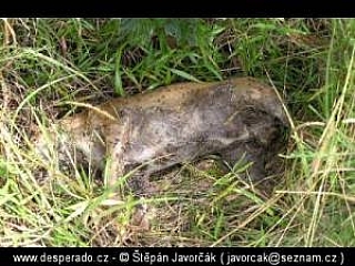 Port Dickson (Malajsie)