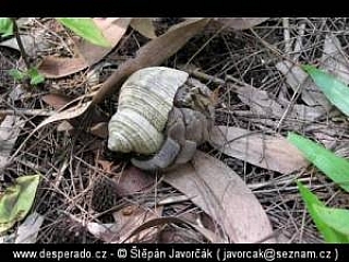 Port Dickson (Malajsie)