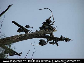 Medang (Papua New Guinea)