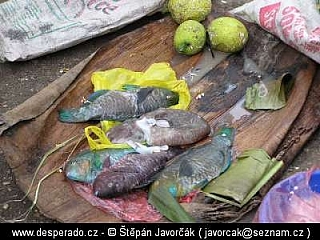 Medang (Papua New Guinea)