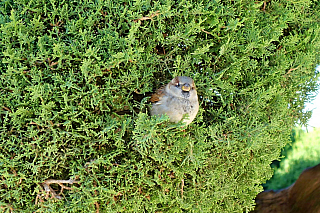 El Retiro Park v Madridu (Španělsko)
