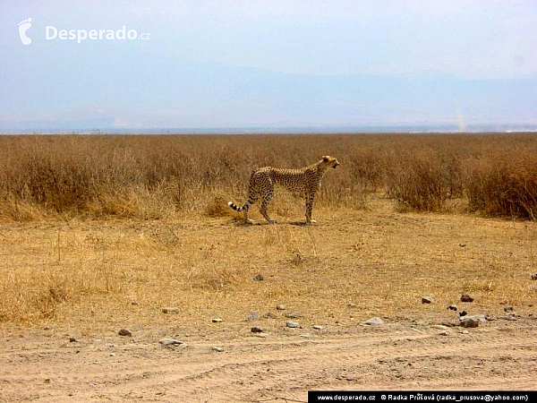 Ngorongoro (Tanzánie)