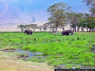 Ngorongoro (Tanzánie)