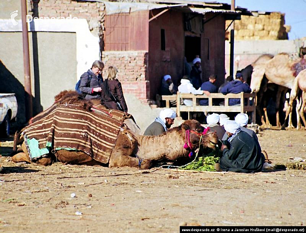 Birkáš - velbloudí trh (Egypt)