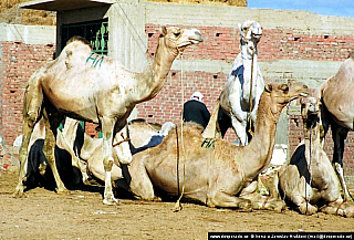 Birkáš - velbloudí trh (Egypt)