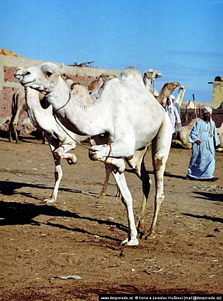 Birkáš - velbloudí trh (Egypt)