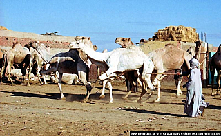 Birkáš - velbloudí trh (Egypt)