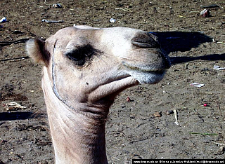 Birkáš - velbloudí trh (Egypt)