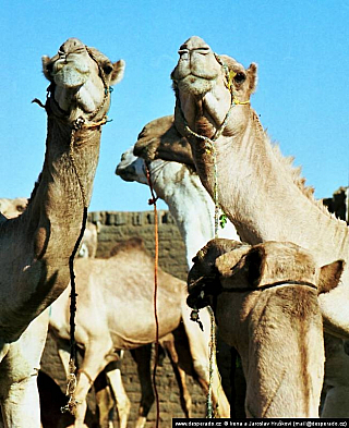 Birkáš - velbloudí trh (Egypt)