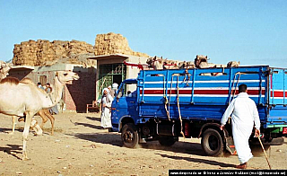 Birkáš - velbloudí trh (Egypt)