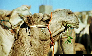 Birkáš - velbloudí trh (Egypt)