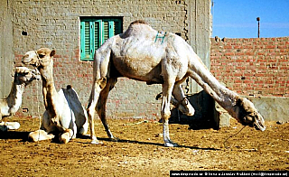 Birkáš - velbloudí trh (Egypt)