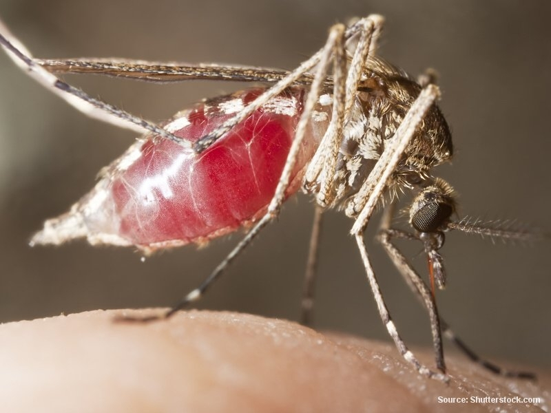 Komár a malárie