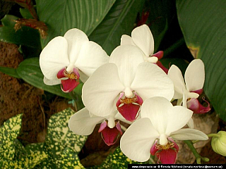 Gran Canaria (Kanárské ostrovy - Španělsko)