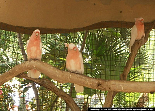 Gran Canaria (Kanárské ostrovy - Španělsko)