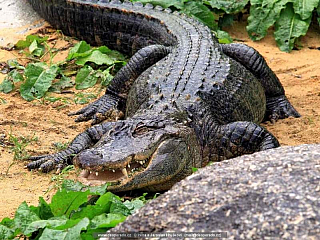 Dolní Rožínka - Krokodýl park ... se nachází nedaleko populárního westernového areálu Šiklův V obci můžete navštívat park, kde jsou dva aligátoři a děti zde uvidí populární pohádkové postavičky.