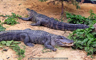Dolní Rožínka - Krokodýl park ... se nachází nedaleko populárního westernového areálu Šiklův V obci můžete navštívat park, kde jsou dva aligátoři a děti zde uvidí populární pohádkové postavičky.