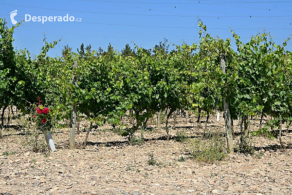 Vinařství Bodegas Bilbaínas v Haro (Španělsko)