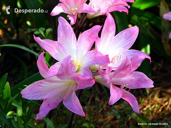 Madeira (Portugalsko)