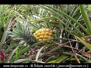 Ukarumpa (Papua New Guinea)