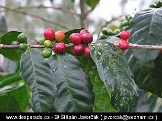 Ukarumpa (Papua New Guinea)