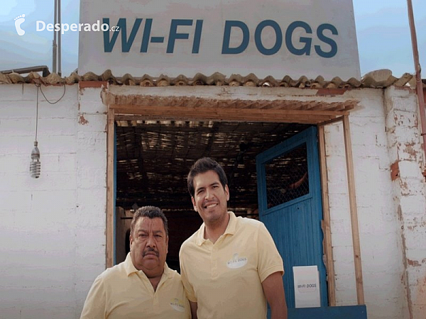 WI-FI DOGS