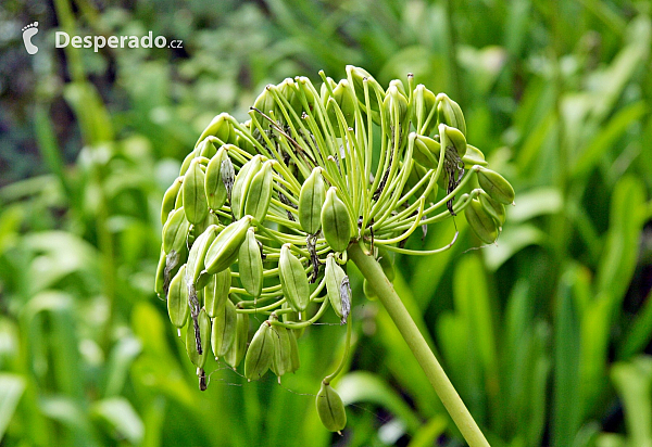 Encumeada (ostrov Madeira - Portugalsko)