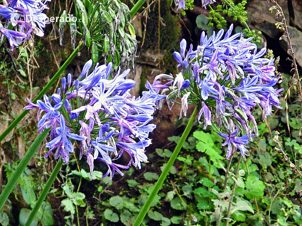 Encumeada (ostrov Madeira - Portugalsko)