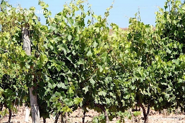 Region La Rioja (Španělsko)