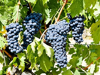 La Rioja nabízí ta nejlepší španělská vína