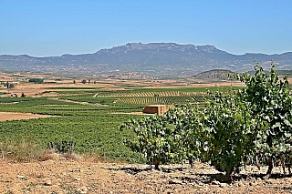 Vinice (La Rioja - Španělsko)