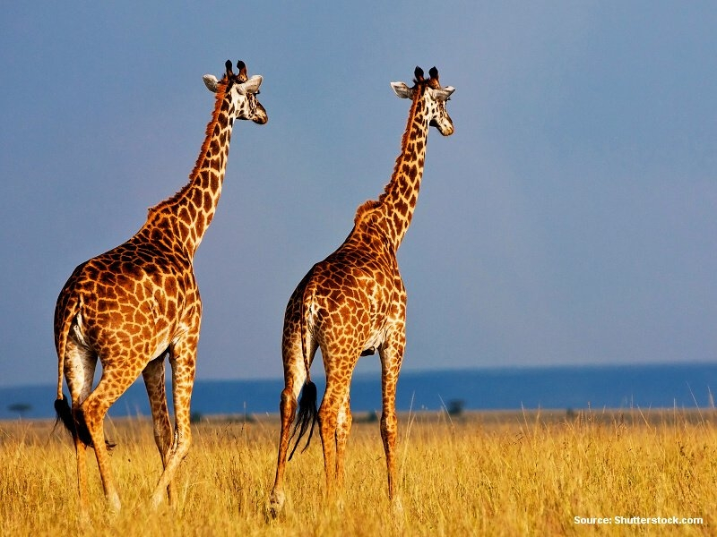 Žirafy (Keňa)