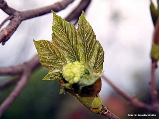 Tokajská vinařská oblast (Maďarsko)