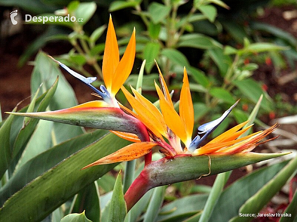 Santana (ostrov Madeira - Portugalsko)