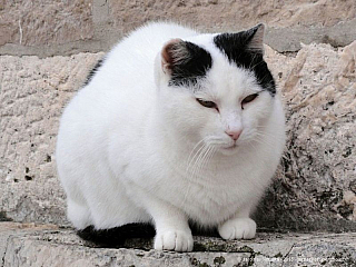 Dubrovník (Chorvatsko)