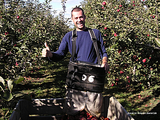 Jabloňový sad (Nový Zéland)