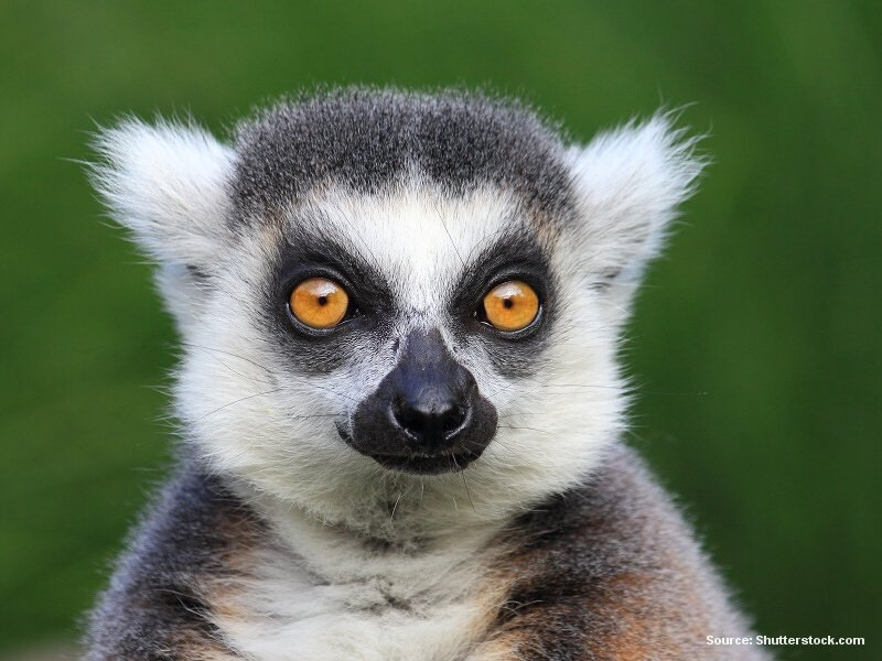 Lemur (Madagaskar)