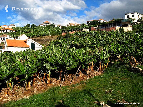 Banánová plantáž (ostrov Madeira - Portugalsko)